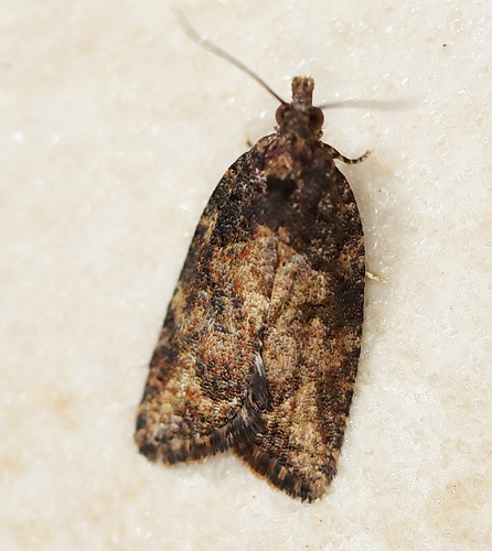 Capua intractana Walker, 1869