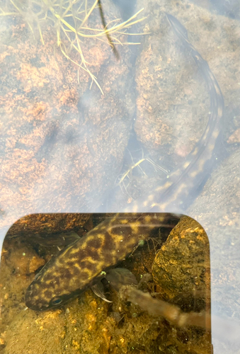 Burbot