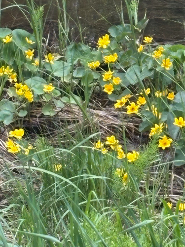 marsh marigold