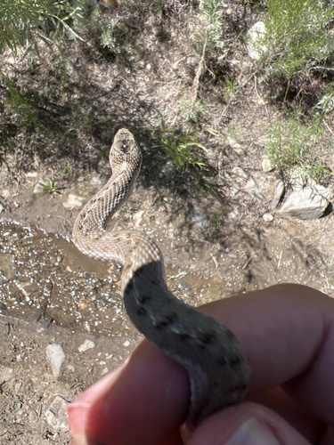 iNaturalist observation photo of Wandering Garter Snake