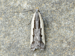 Dichomeris setosella