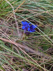 Gentiana septemfida