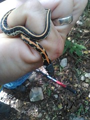 Thamnophis cyrtopsis ocellatus