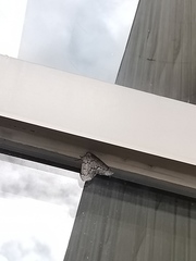 Nepytia pellucidaria