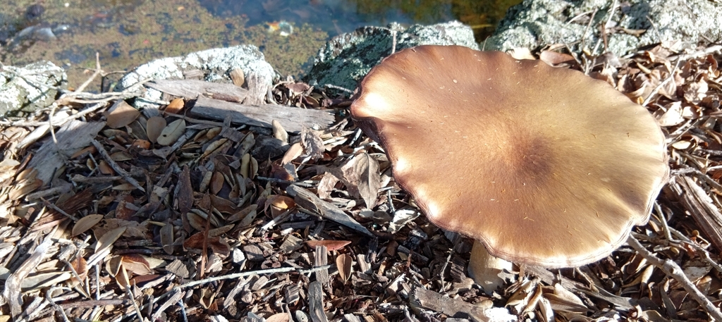 Stropharia rugosoannulata · June 2025 · photo: © sorceras (iNaturalist, cc-by)