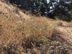 Cordylanthus rigidus