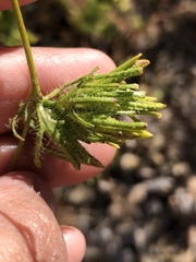 Cordylanthus rigidus