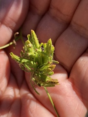 Cordylanthus rigidus