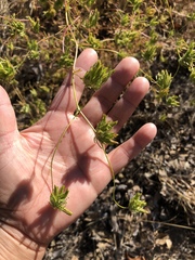 Cordylanthus rigidus