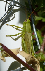 Melanoplus yarrowii