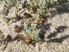 Euphorbia leucophylla
