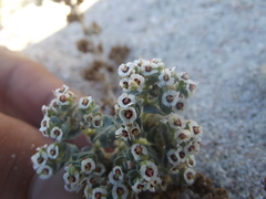 Euphorbia leucophylla