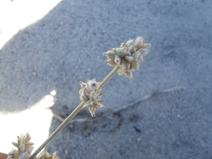 Froelichia xantusii