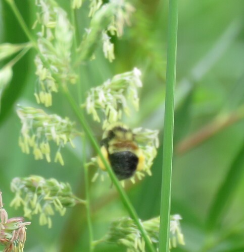 Rusty patched bumble bee