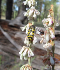 Acmaeodera decipiens