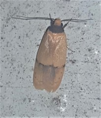 Eulechria hemisphaerica