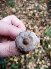Tephrocybe rancida