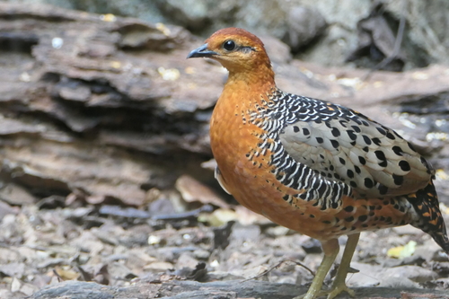Ferruginous Partridge (Caloperdix oculeus), photo 6