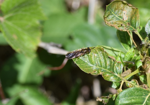 Hermetia concinna photo 5