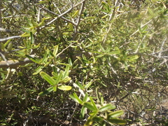 Atamisquea emarginata