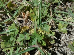 Modiolastrum gilliesii