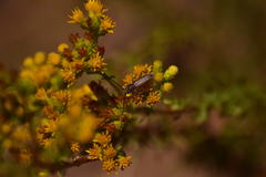 Crossidius testaceus