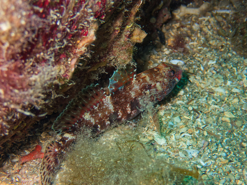 Red-mouthed goby (Gobius cruentatus) — Gobiidae — 5