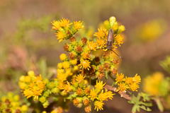 Crossidius testaceus