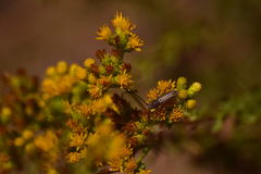 Crossidius testaceus