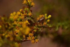 Crossidius testaceus