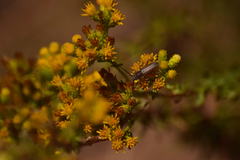 Crossidius testaceus