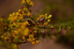 Crossidius testaceus