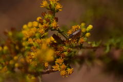 Crossidius testaceus