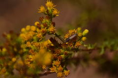 Crossidius testaceus