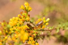 Crossidius testaceus