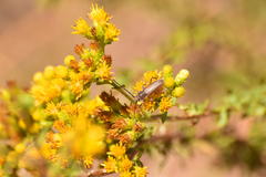 Crossidius testaceus