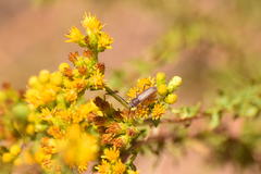 Crossidius testaceus