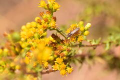 Crossidius testaceus