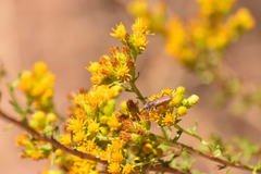 Crossidius testaceus