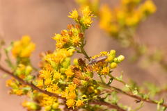 Crossidius testaceus