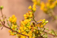 Crossidius testaceus