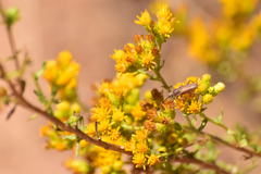 Crossidius testaceus