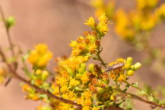 Crossidius testaceus