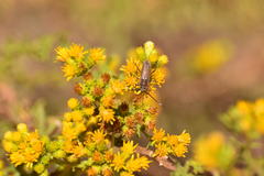 Crossidius testaceus