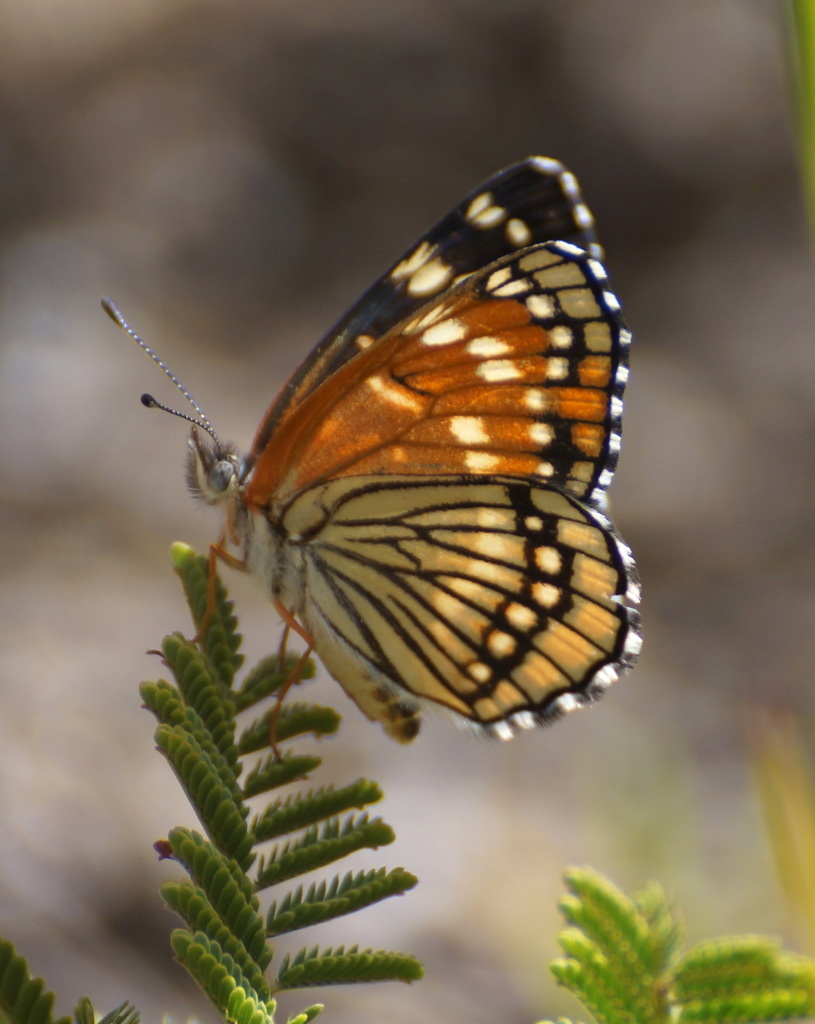 Black Checkerspot