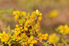 Crossidius testaceus