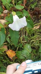 Calystegia sepium sepium