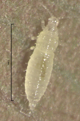 Parthenothrips dracaenae