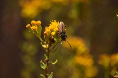 Crossidius testaceus