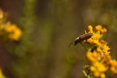 Crossidius testaceus